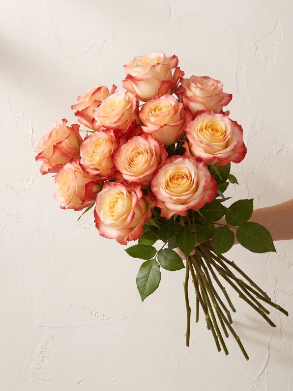  CABARET PINK BRILLANT BICOLOR ROSE